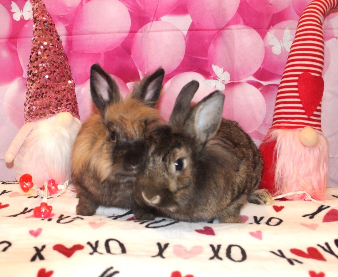 Enlarge Romeo & Juliet, an adoptable Lionhead in Hillside, NJ image 2/8