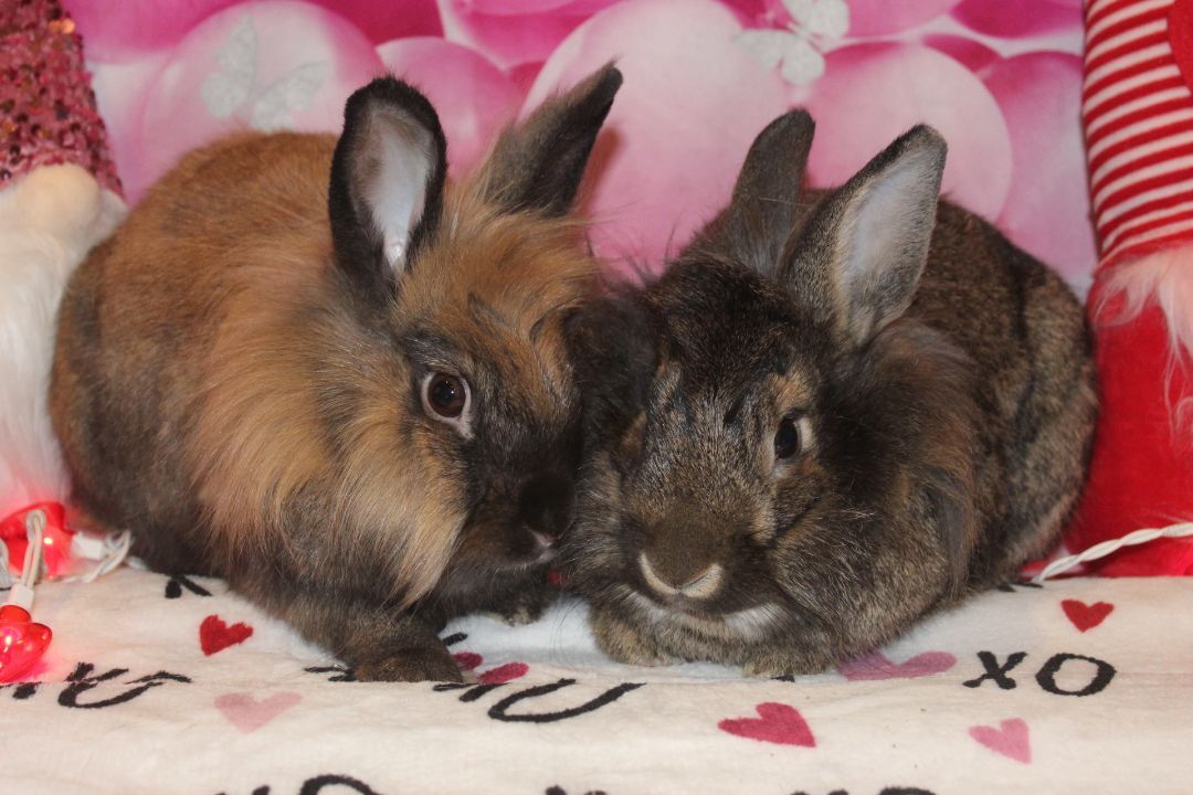 Enlarge Romeo & Juliet, an adoptable Lionhead in Hillside, NJ image 3/8