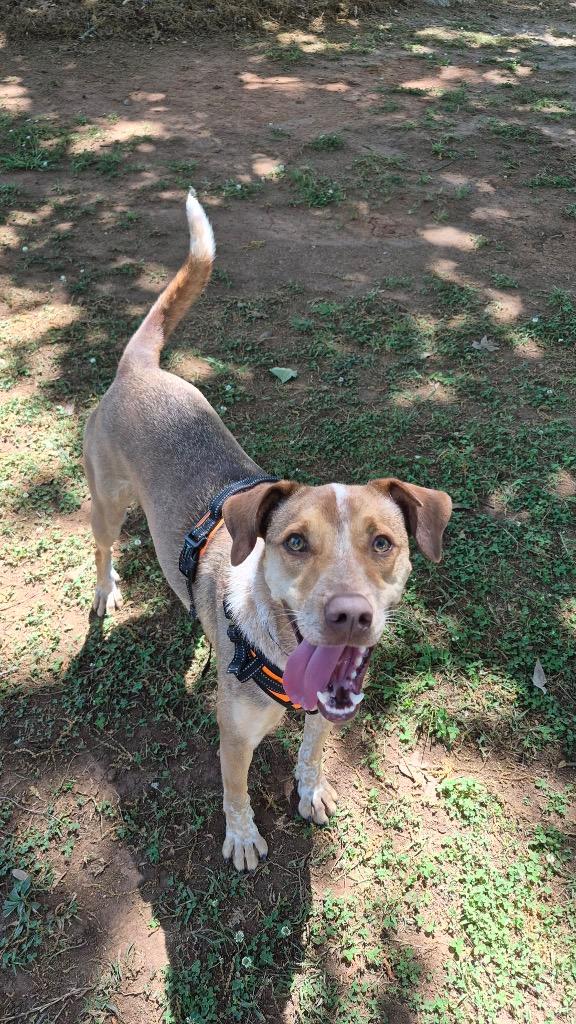 Miles, Adoptable, Young Male Australian Cattle Dog / Blue Heeler.