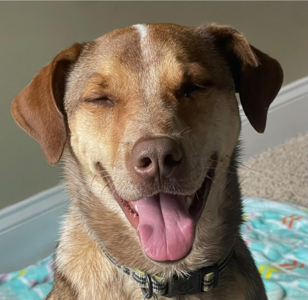 Miles, Adoptable, Adult Male Australian Cattle Dog / Blue Heeler.