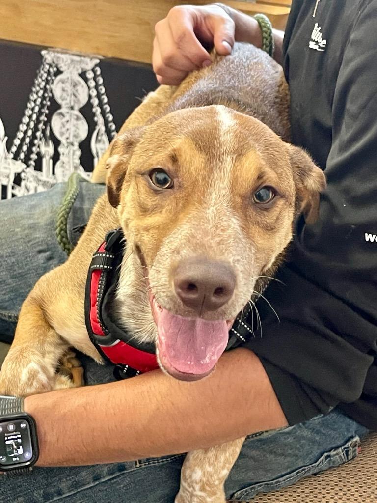 Miles, Adoptable, Adult Male Australian Cattle Dog / Blue Heeler.