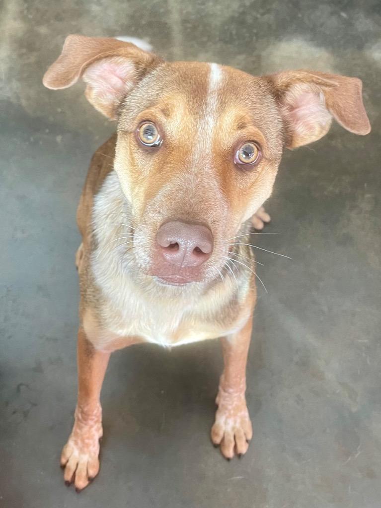 Miles, a Adoptable mixed breed in Forsyth, GA image 2/4