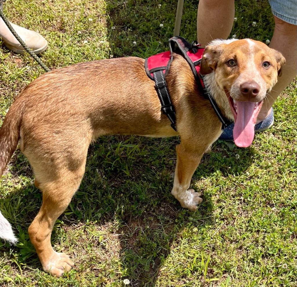 Miles, a Adoptable mixed breed in Forsyth, GA image 3/4