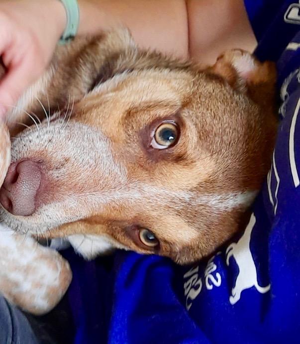 Miles, a Adoptable mixed breed in Forsyth, GA image 4/4