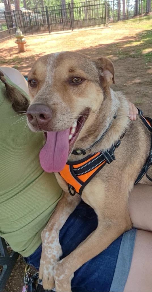 Miles, a Adoptable mixed breed in Forsyth, GA image 6/6