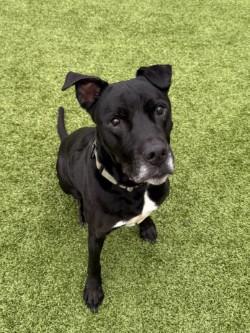 Enlarge Tobias, a Adoptable mixed breed in Savannah, GA image 1/3