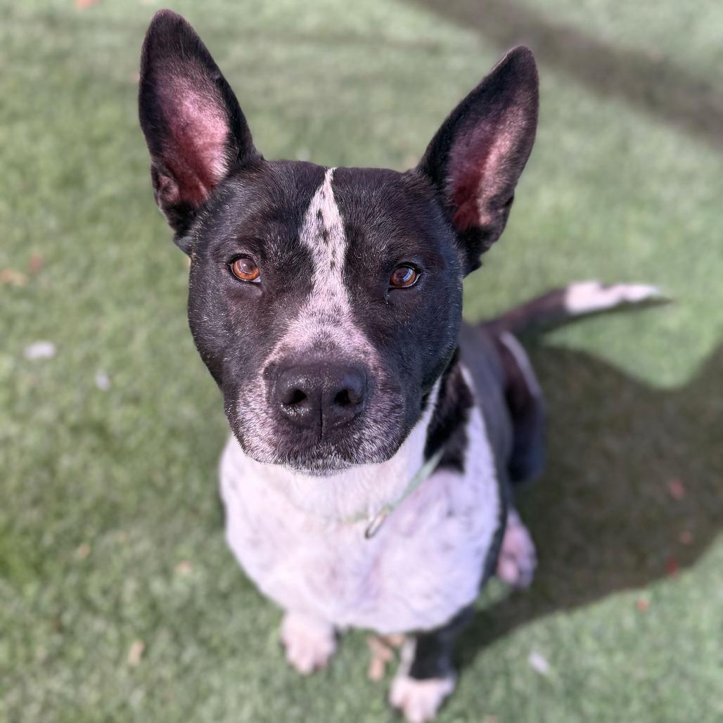 Mason, Adoptable, Senior Male Cattle Dog.