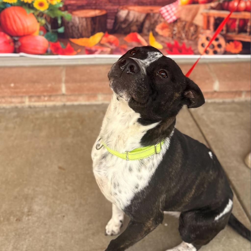 Mason, Adoptable, Senior Male Cattle Dog.
