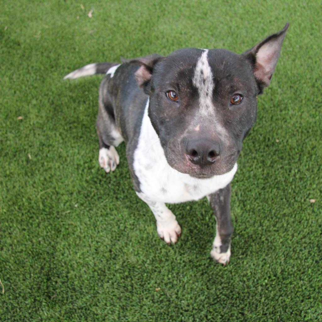 Mason, Adoptable, Senior Male Cattle Dog.