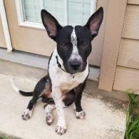 Enlarge Mason, a Adoptable Cattle Dog in San Antonio, TX image 2/6