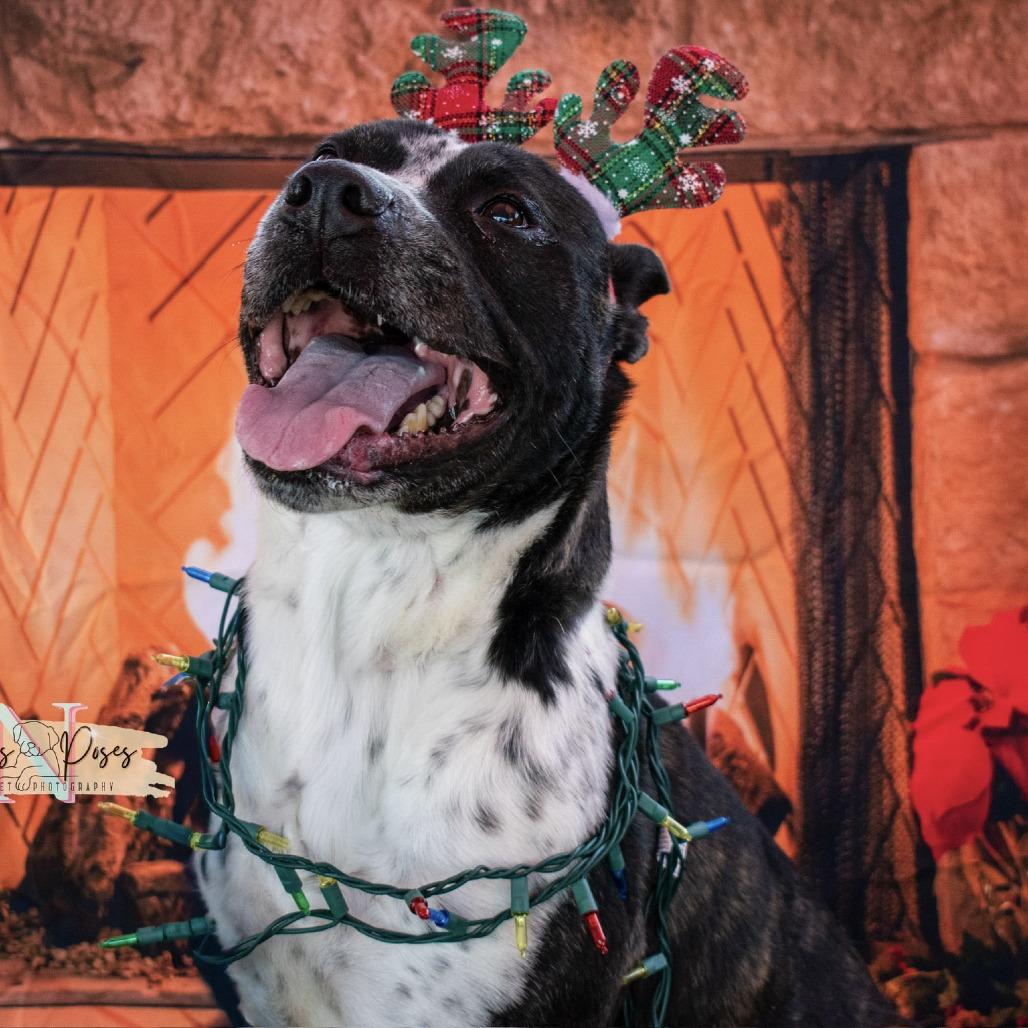 Enlarge Mason, a Adoptable Cattle Dog in San Antonio, TX image 3/6