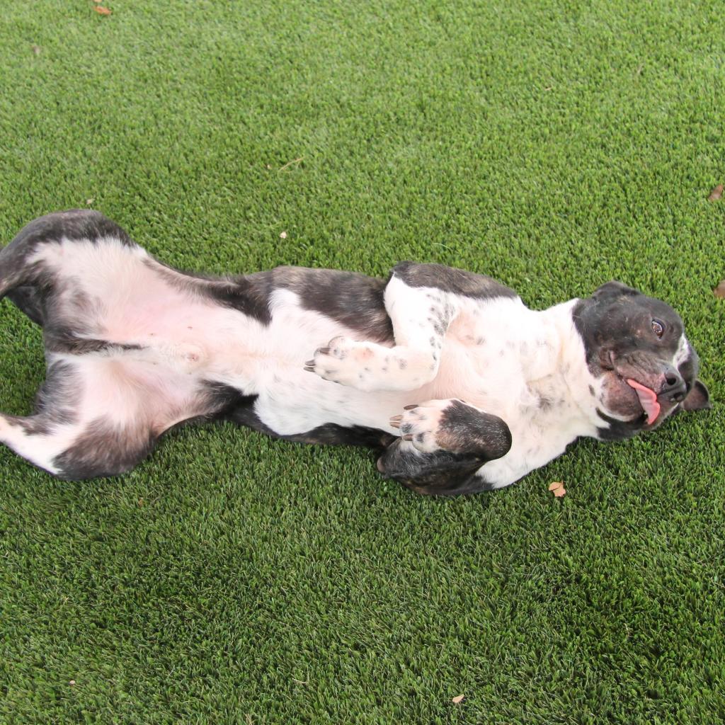 Enlarge Mason, a Adoptable Cattle Dog in San Antonio, TX image 4/6