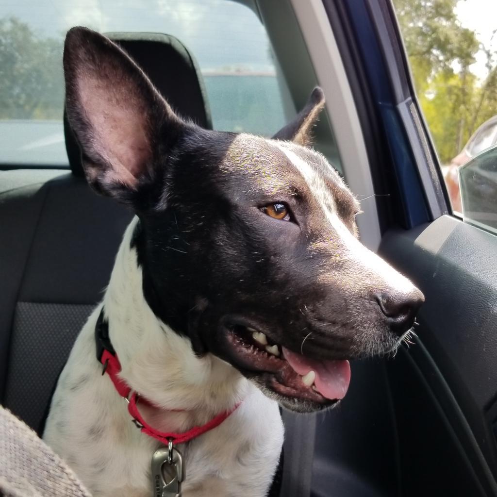 Enlarge Mason, a Adoptable Cattle Dog in San Antonio, TX image 5/6