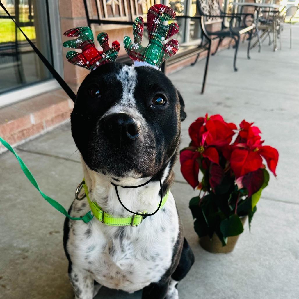 Enlarge Mason, a Adoptable Cattle Dog in San Antonio, TX image 6/6