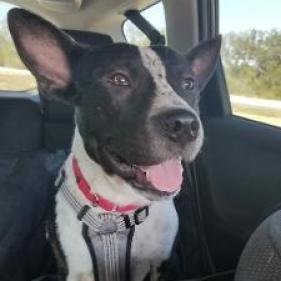 Enlarge Mason, a Adoptable Cattle Dog in San Antonio, TX image 6/6