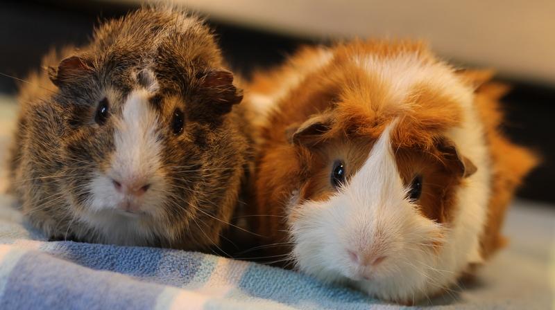 Buddy and Pumpkin, adoptable, Young Male Guinea Pig.