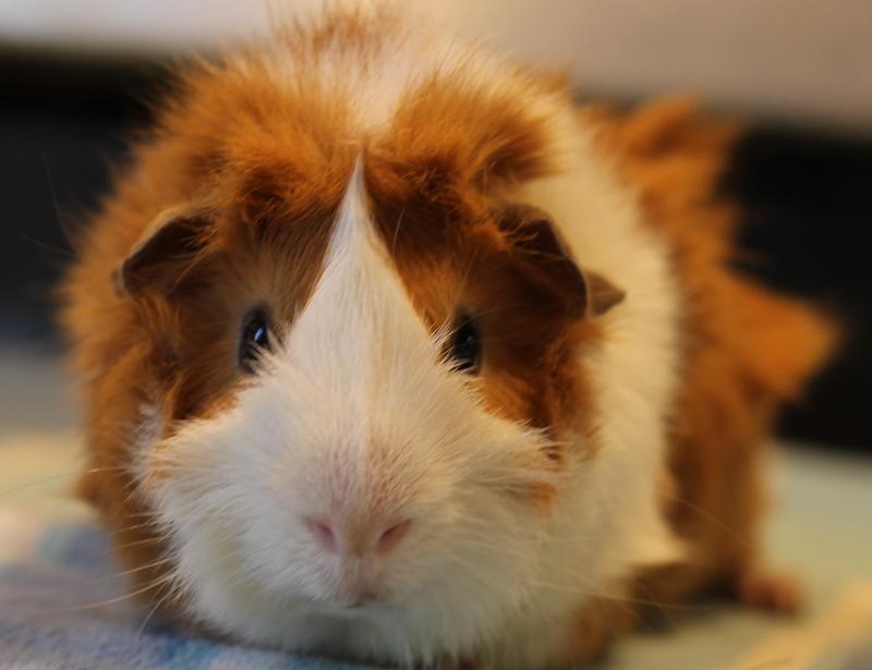 Enlarge Buddy and Pumpkin, an adoptable Guinea Pig in Budd Lake, NJ image 2/6