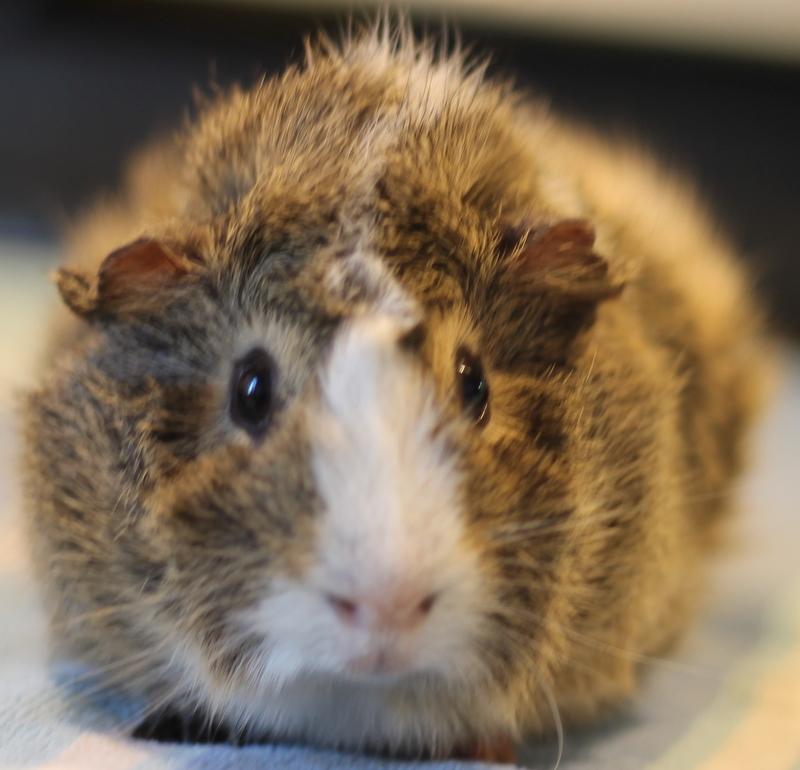Enlarge Buddy and Pumpkin, an adoptable Guinea Pig in Budd Lake, NJ image 4/6