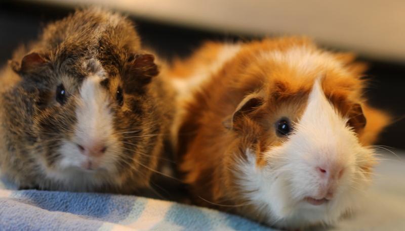 Enlarge Buddy and Pumpkin, an adoptable Guinea Pig in Budd Lake, NJ image 6/6