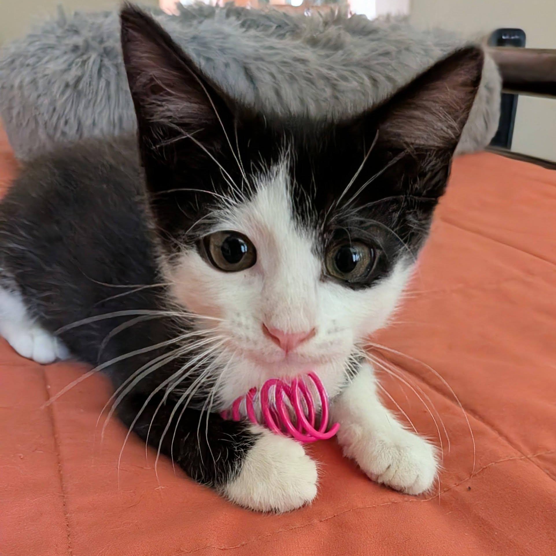 Butch, ADOPTABLE, Kitten Male Domestic Short Hair.