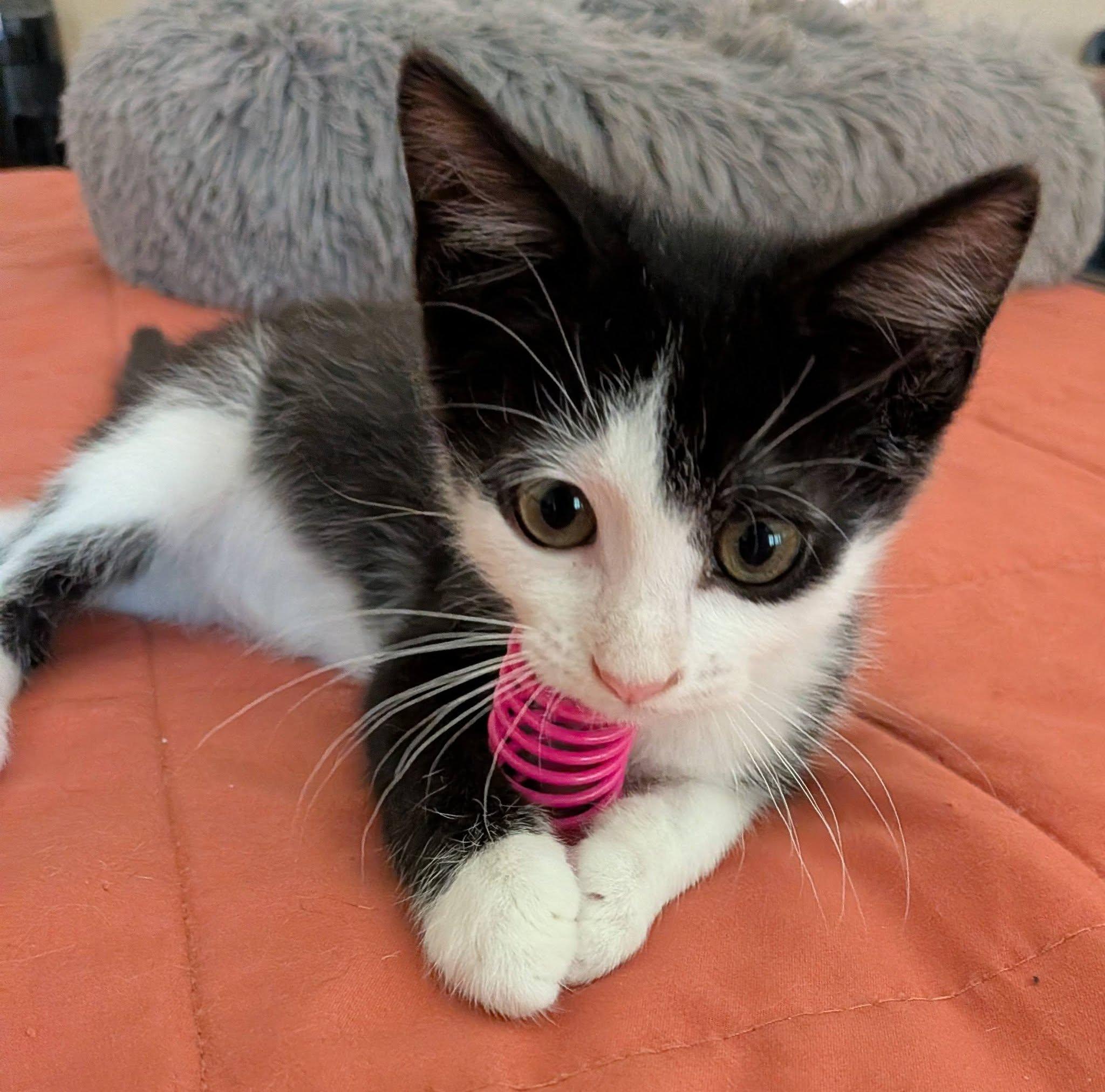 Butch, a ADOPTABLE Domestic Short Hair in Queen Creek, AZ image 4/5