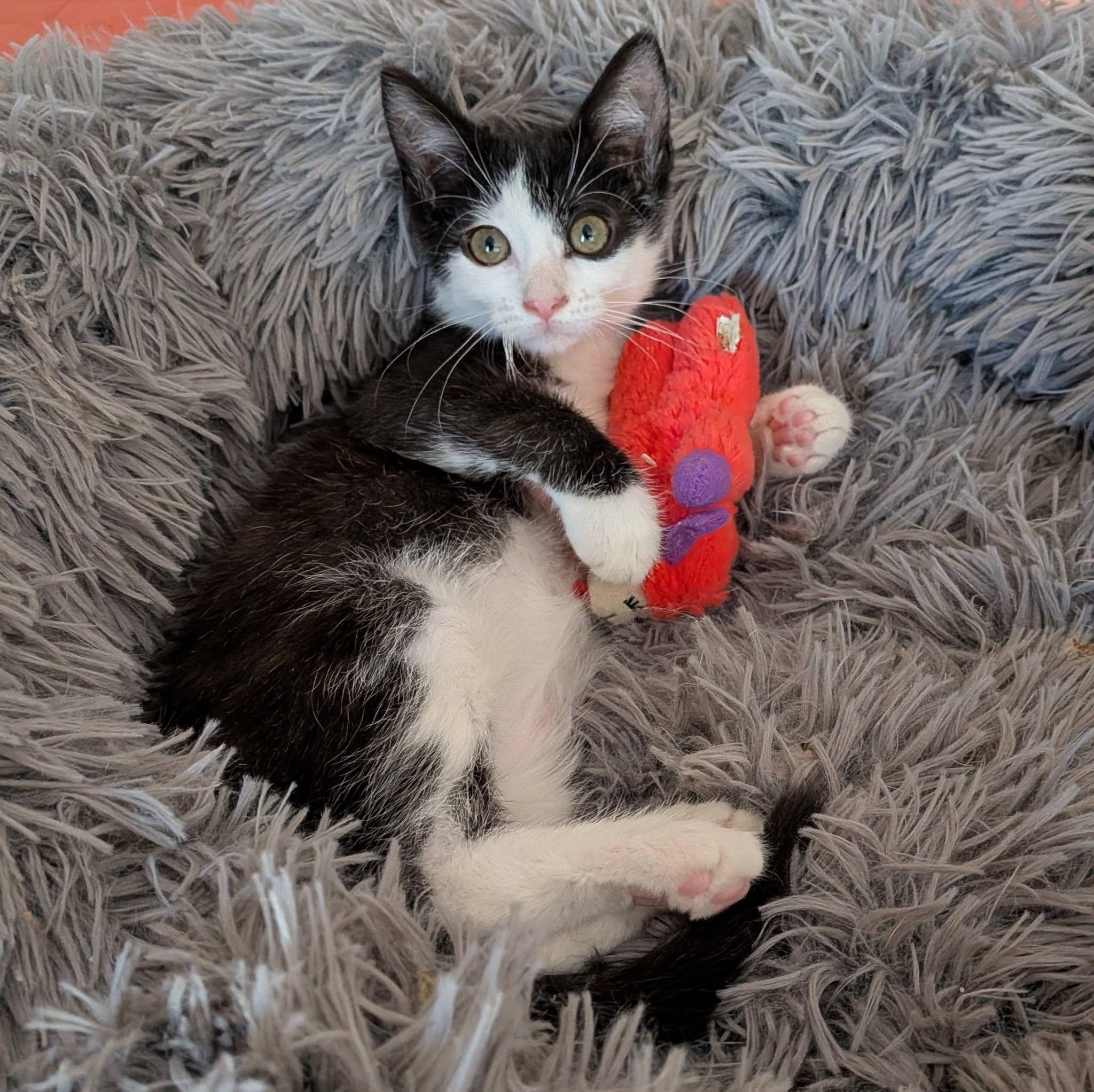Butch, a ADOPTABLE Domestic Short Hair in Queen Creek, AZ image 2/5