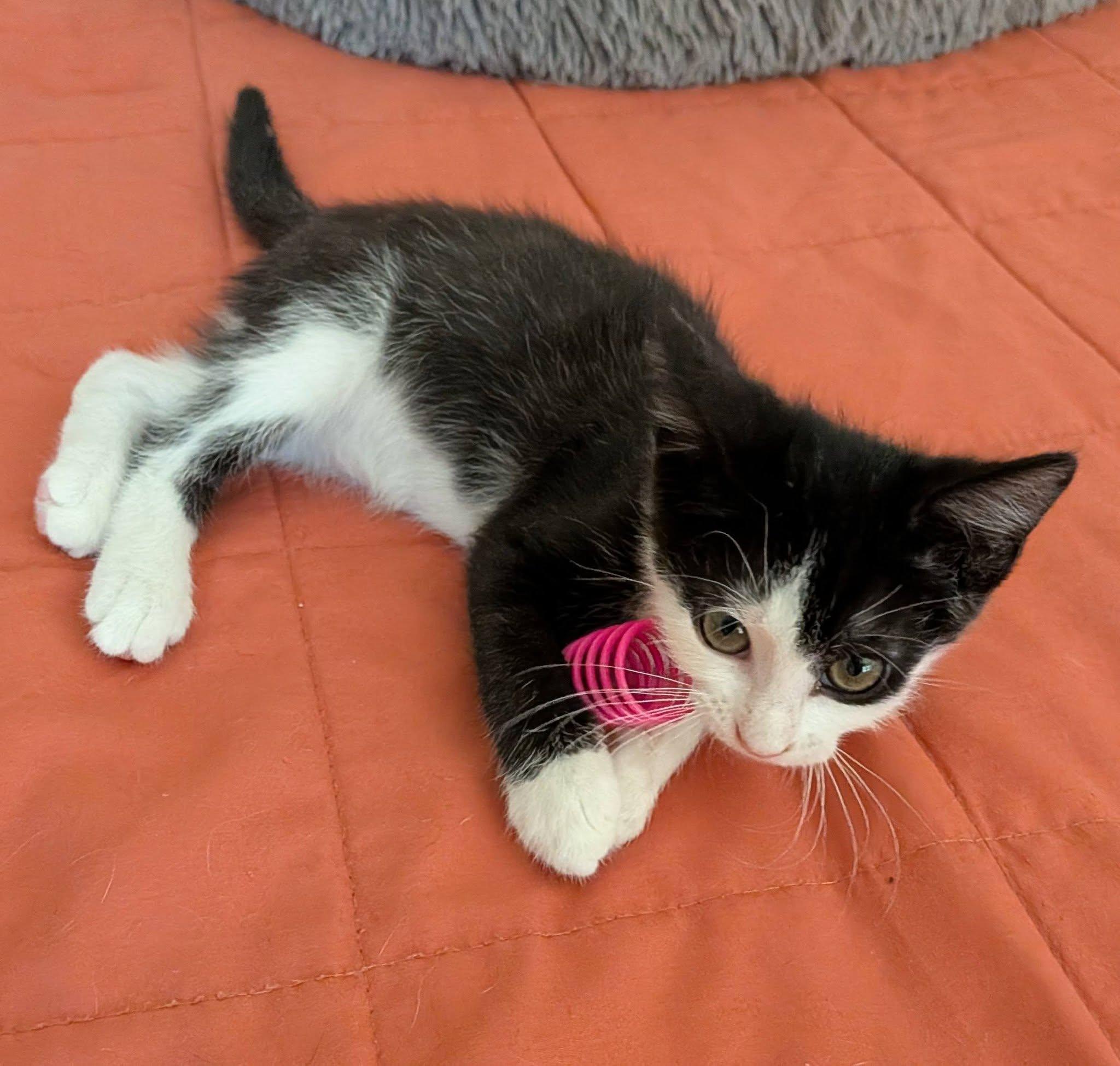 Butch, a ADOPTABLE Domestic Short Hair in Queen Creek, AZ image 3/5