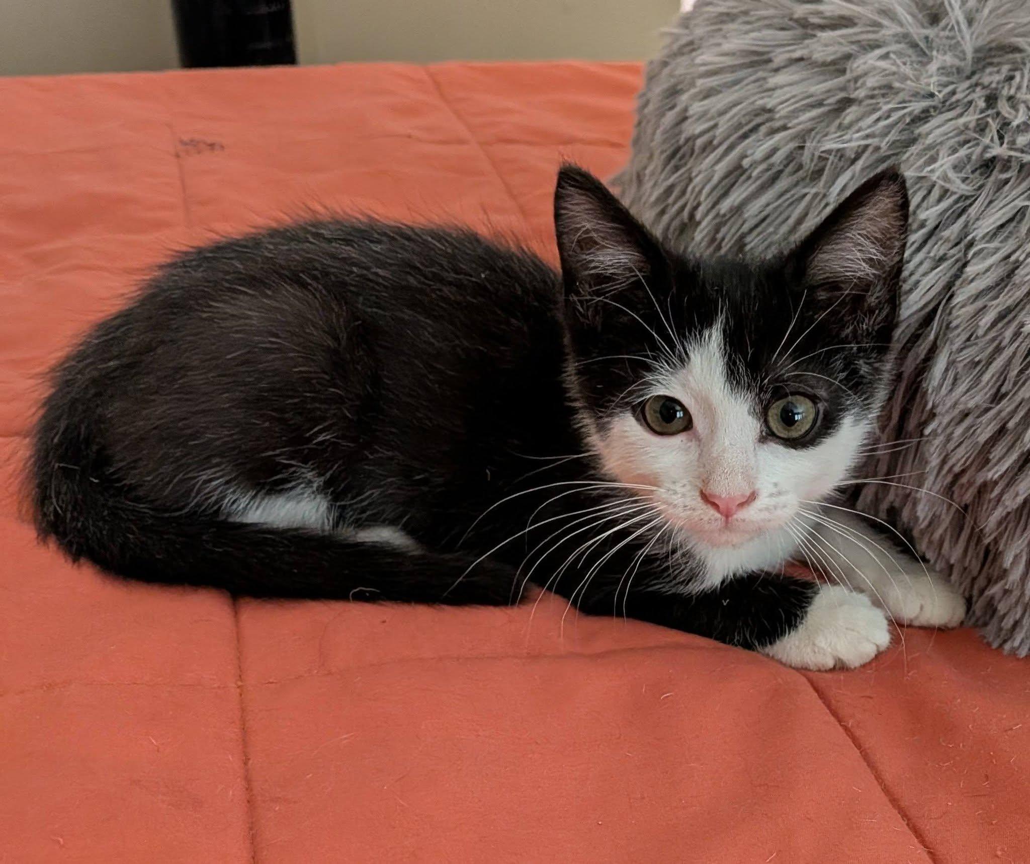 Butch, a ADOPTABLE Domestic Short Hair in Queen Creek, AZ image 5/5