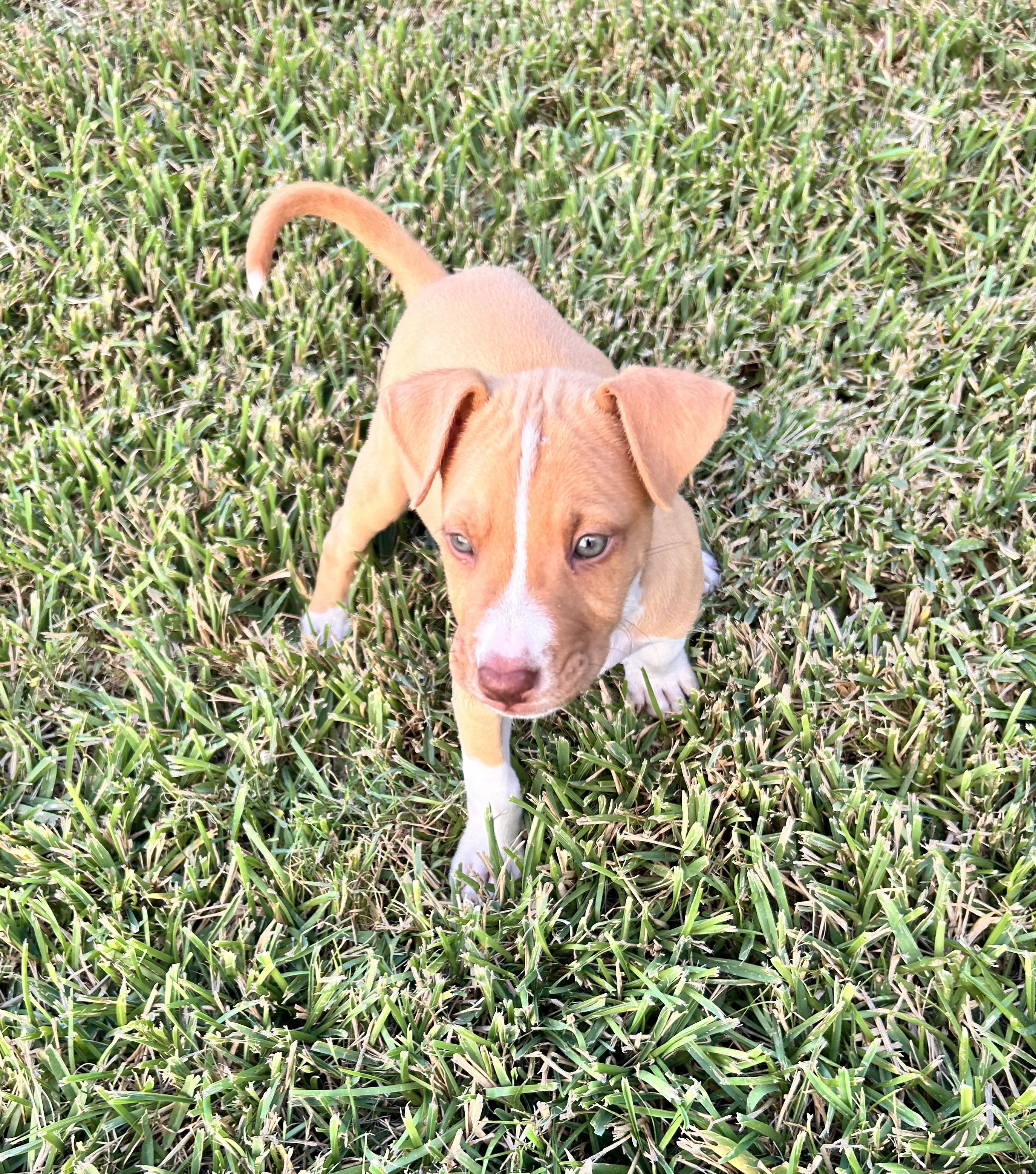 Dog for adoption Will, a Terrier in Liverpool, TX Petfinder