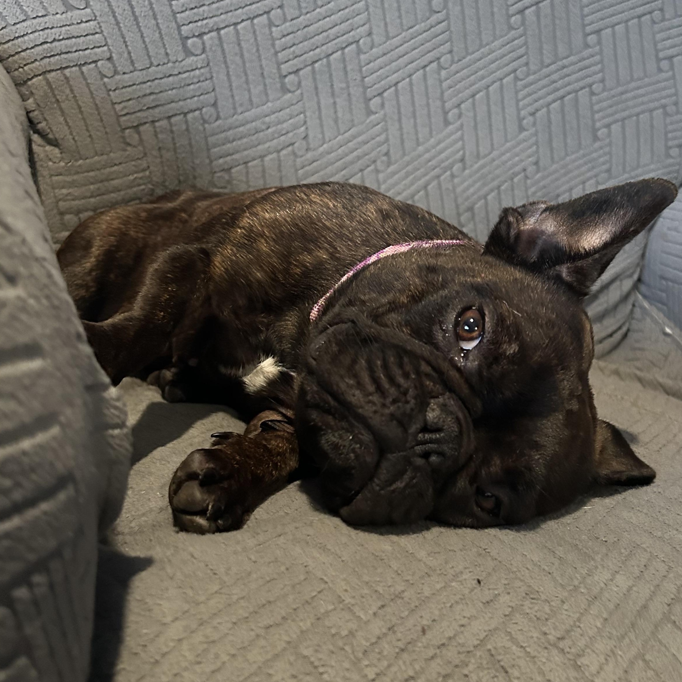 Emma, a Adoptable French Bulldog in Arcata , CA image 5/6