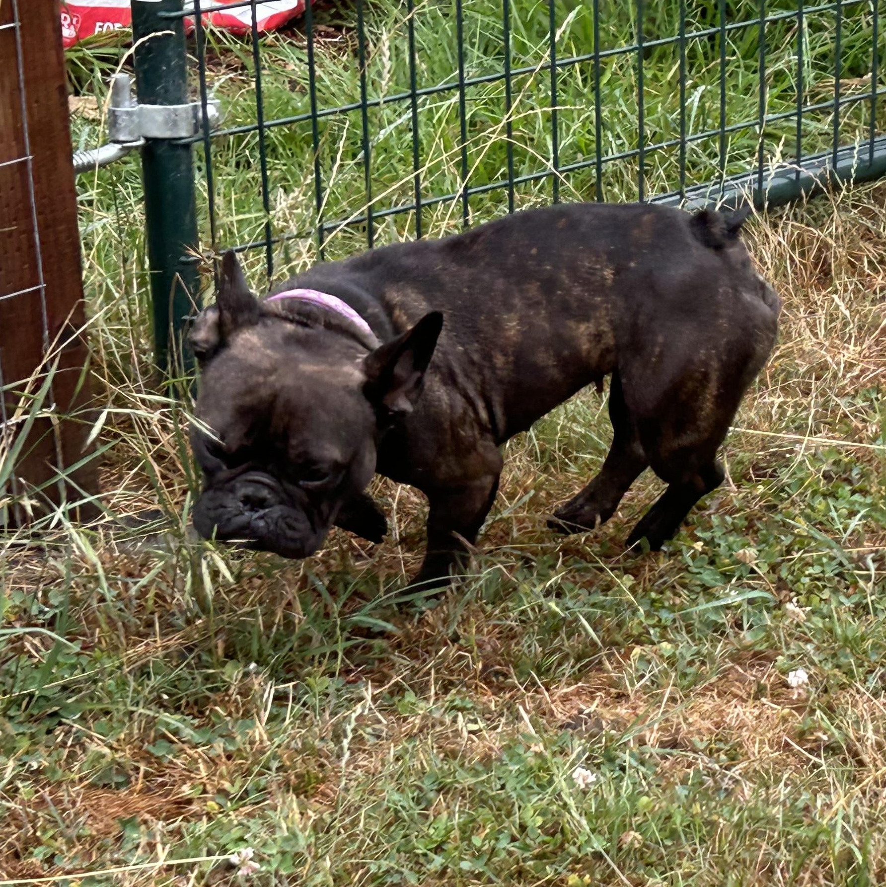 Emma, a Adoptable French Bulldog in Arcata , CA image 4/6