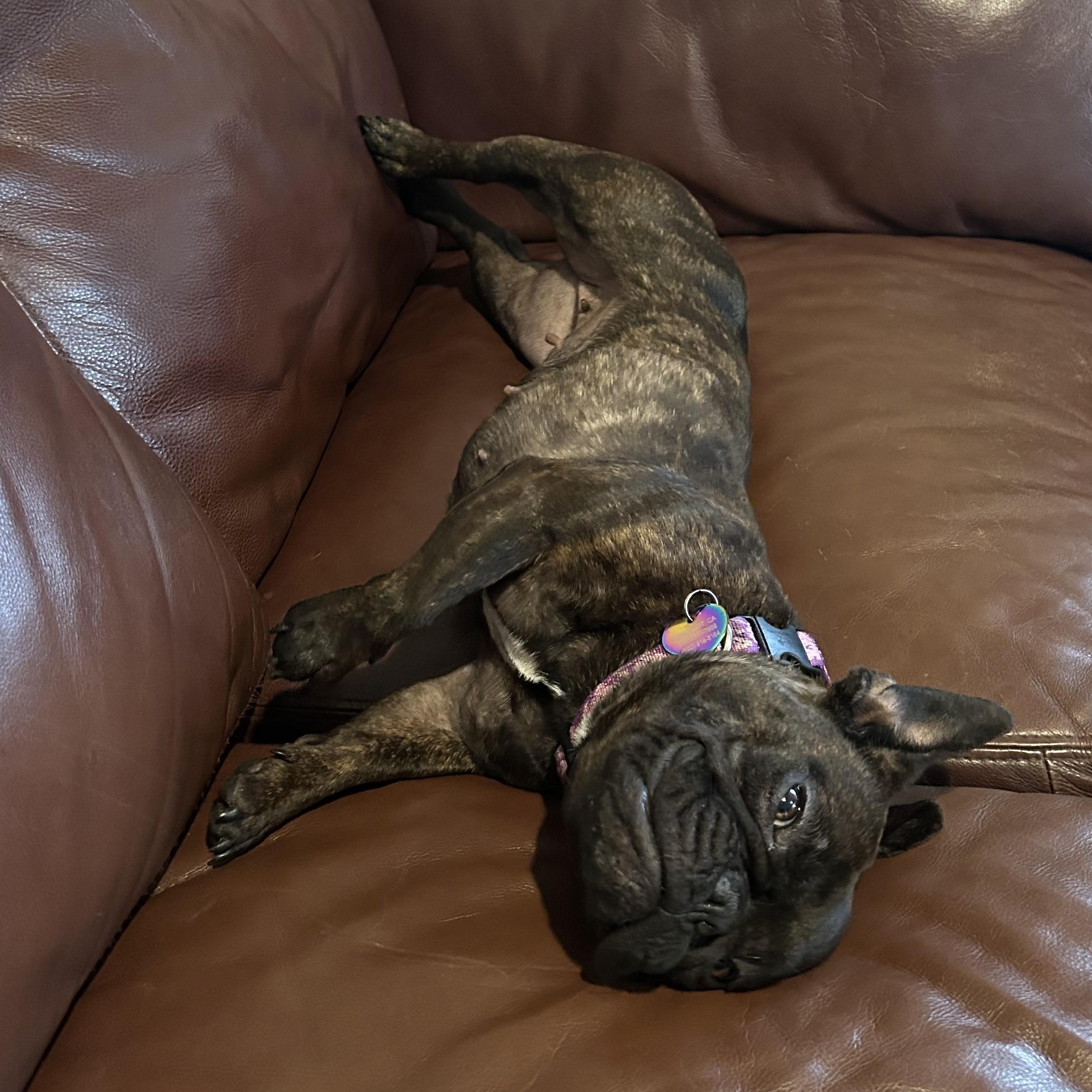 Emma, a Adoptable French Bulldog in Arcata , CA image 6/6