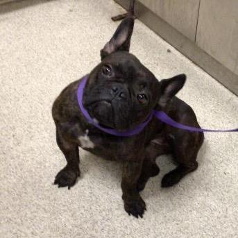 Emma, a Adoptable French Bulldog in Arcata , CA image 3/6