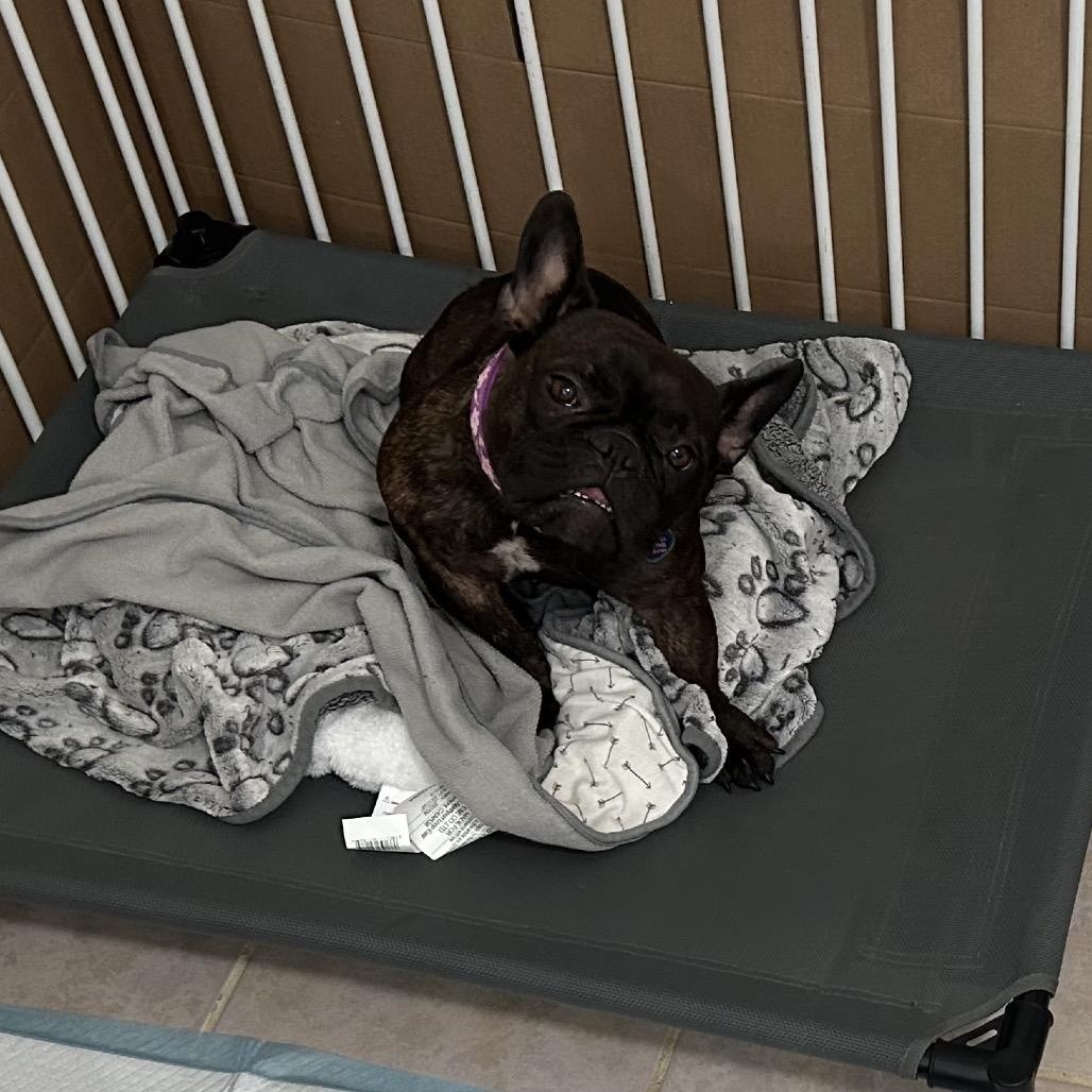 Emma, a Adoptable French Bulldog in Arcata , CA image 2/6