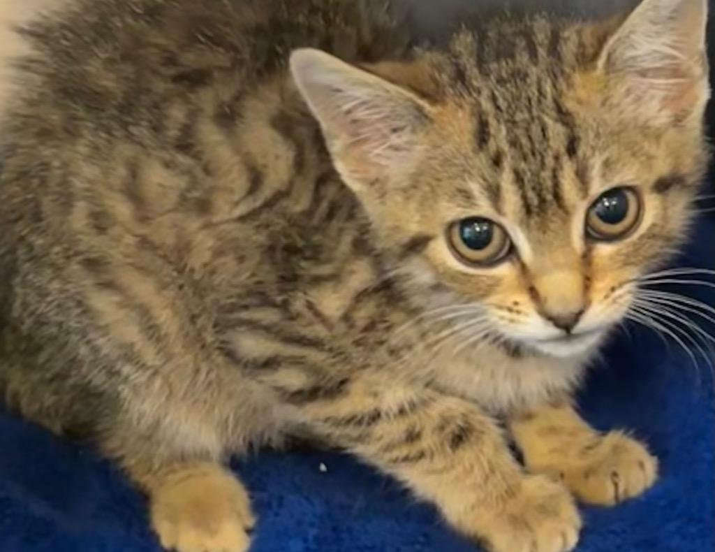 CARMEN, Adoptable, Kitten Female Domestic Short Hair.