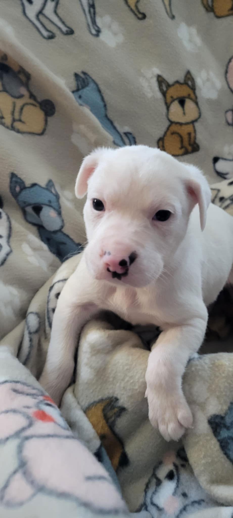 Enlarge Celeste, a Adoptable Pit Bull Terrier in Saint Paul, MN image 1/2