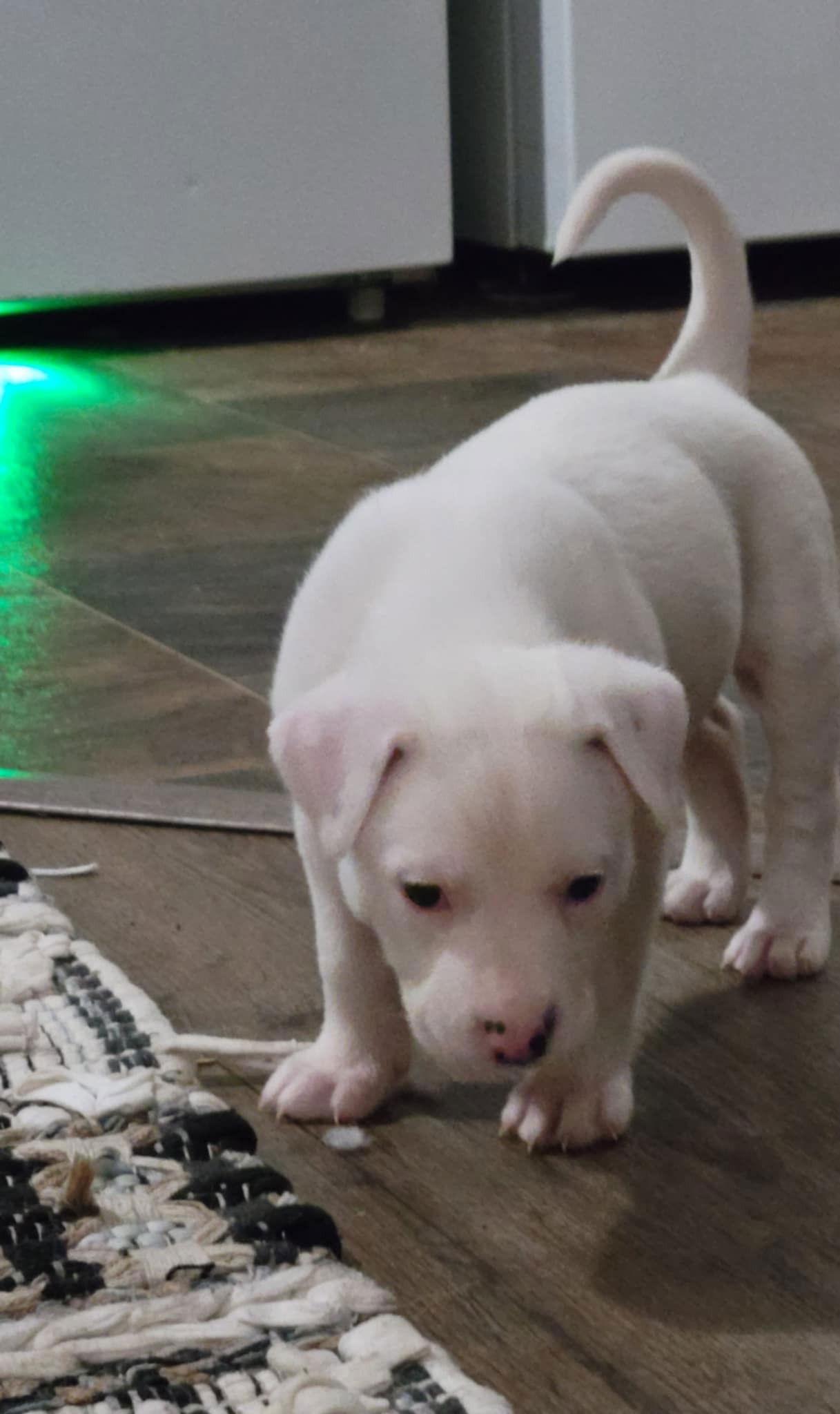 Enlarge Celeste, a Adoptable Pit Bull Terrier in Saint Paul, MN image 2/2