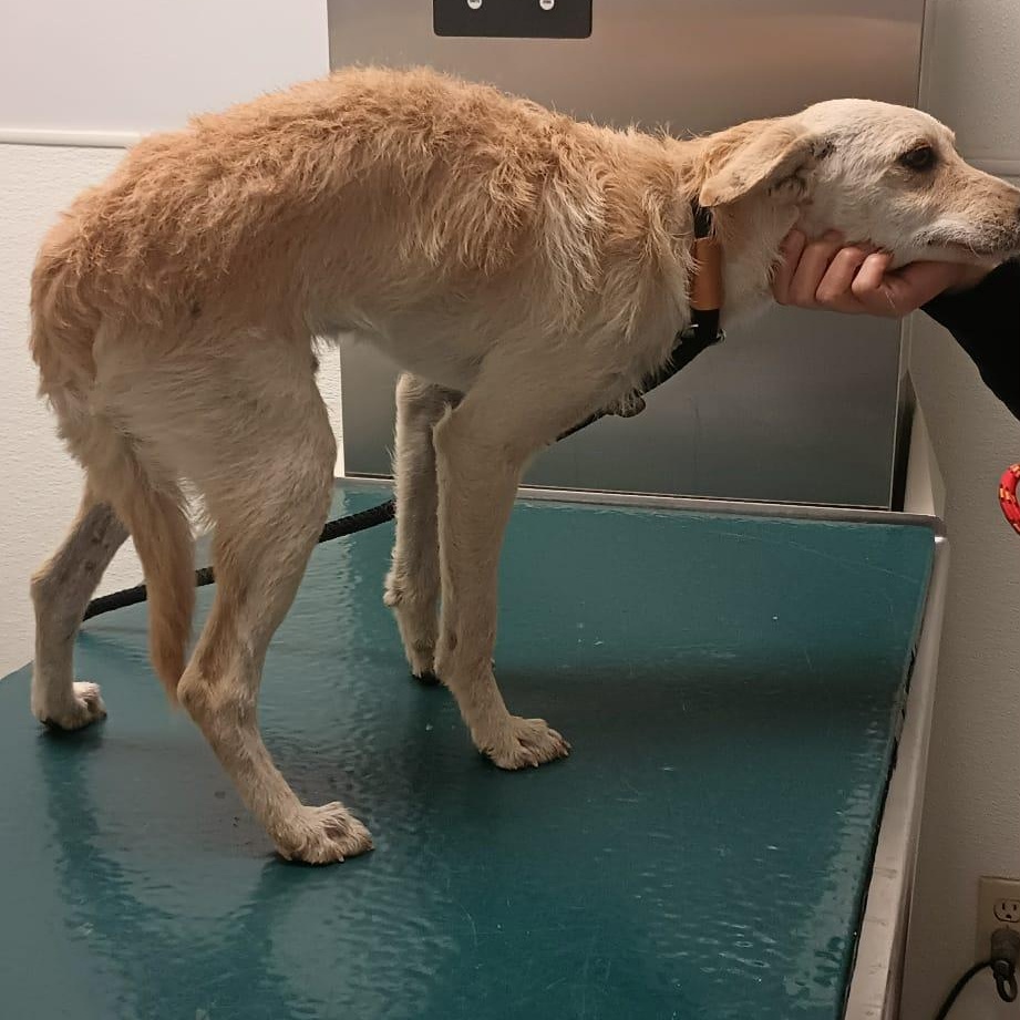 Gravy, a Adoptable mixed breed in Hughesville, MD image 2/6