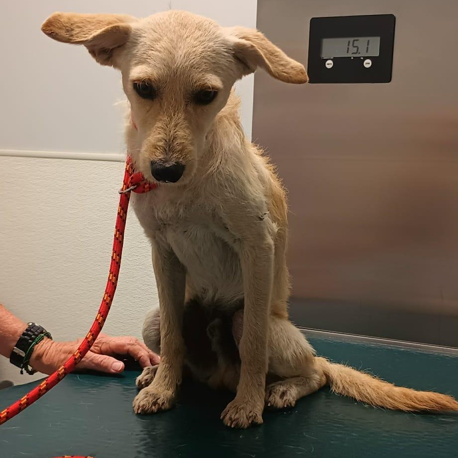 Gravy, Adoptable, Adult Male Terrier.