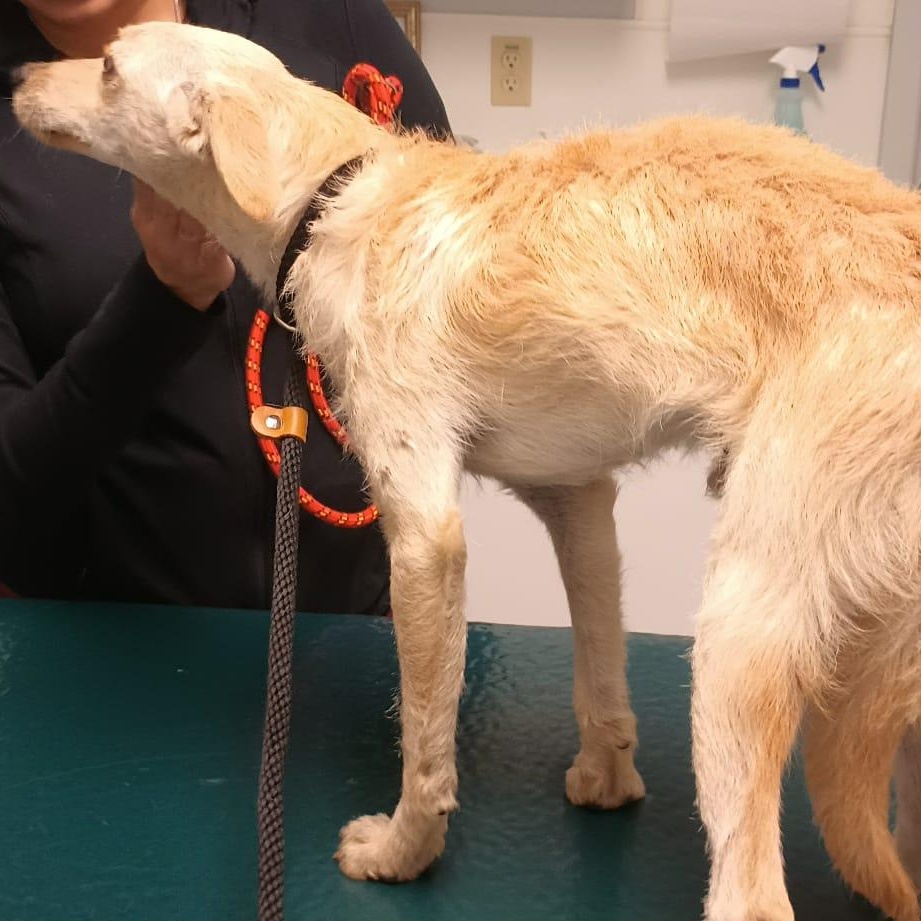 Gravy, a Adoptable mixed breed in Hughesville, MD image 3/6