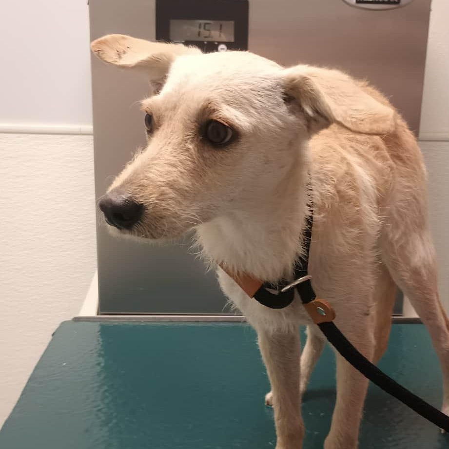 Gravy, a Adoptable mixed breed in Hughesville, MD image 4/6