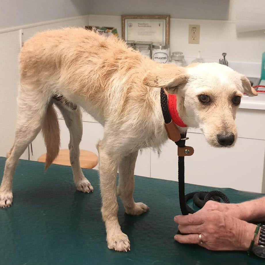 Gravy, a Adoptable mixed breed in Hughesville, MD image 5/6