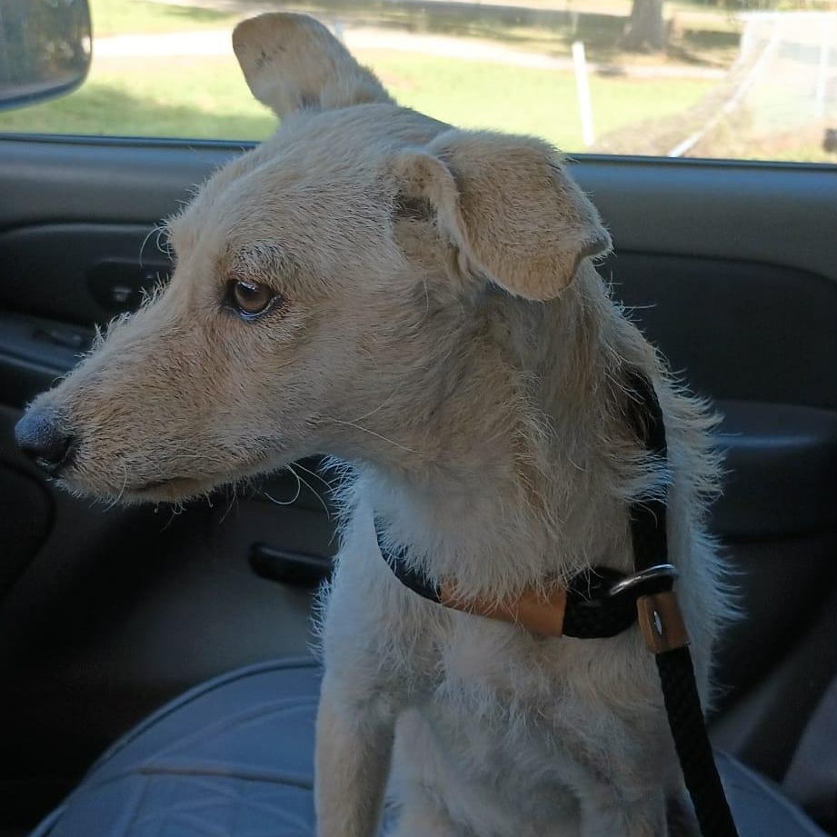 Gravy, a Adoptable mixed breed in Hughesville, MD image 6/6