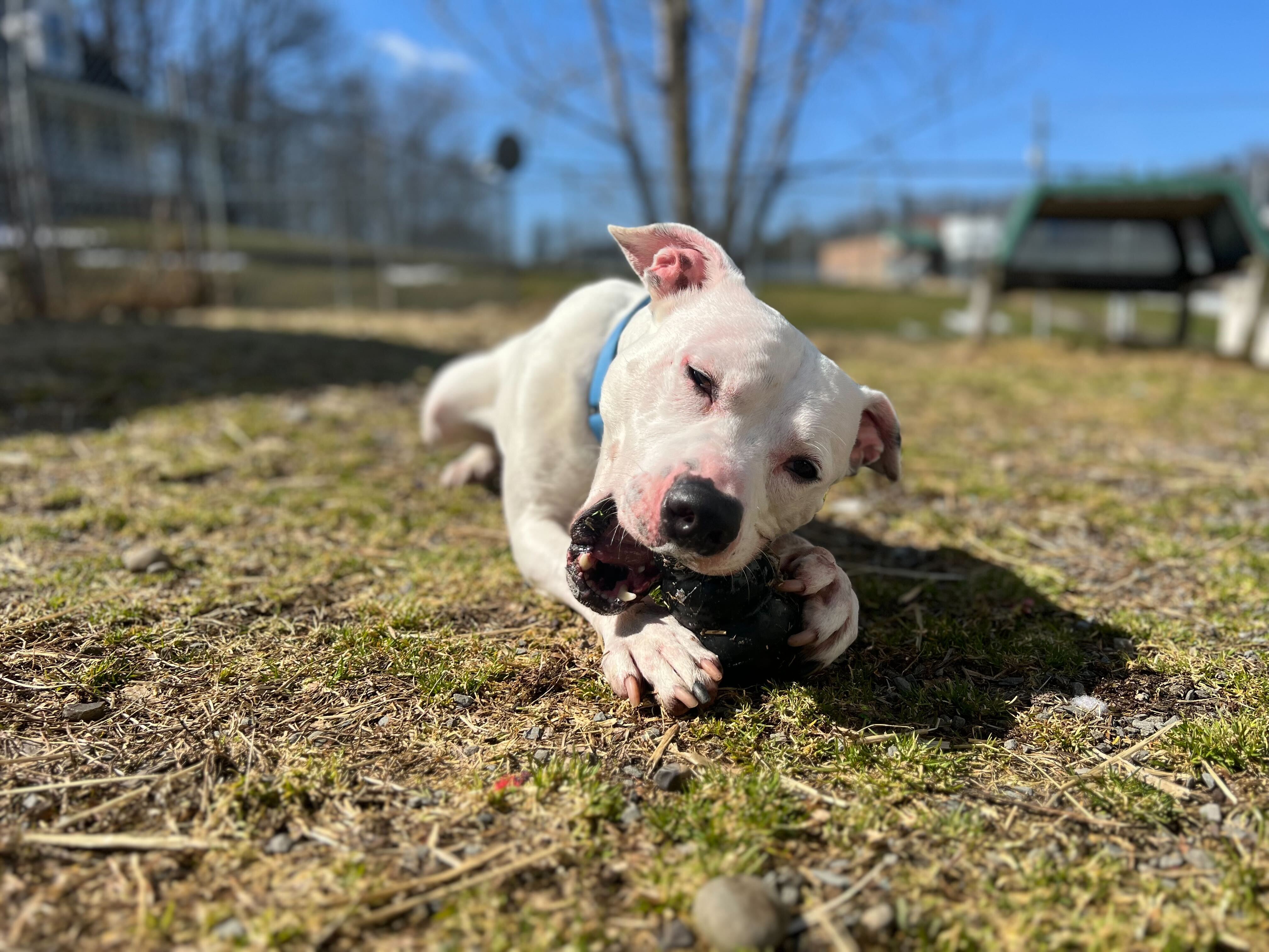 Atlas, Adoptable, Adult Male Pit Bull Terrier.