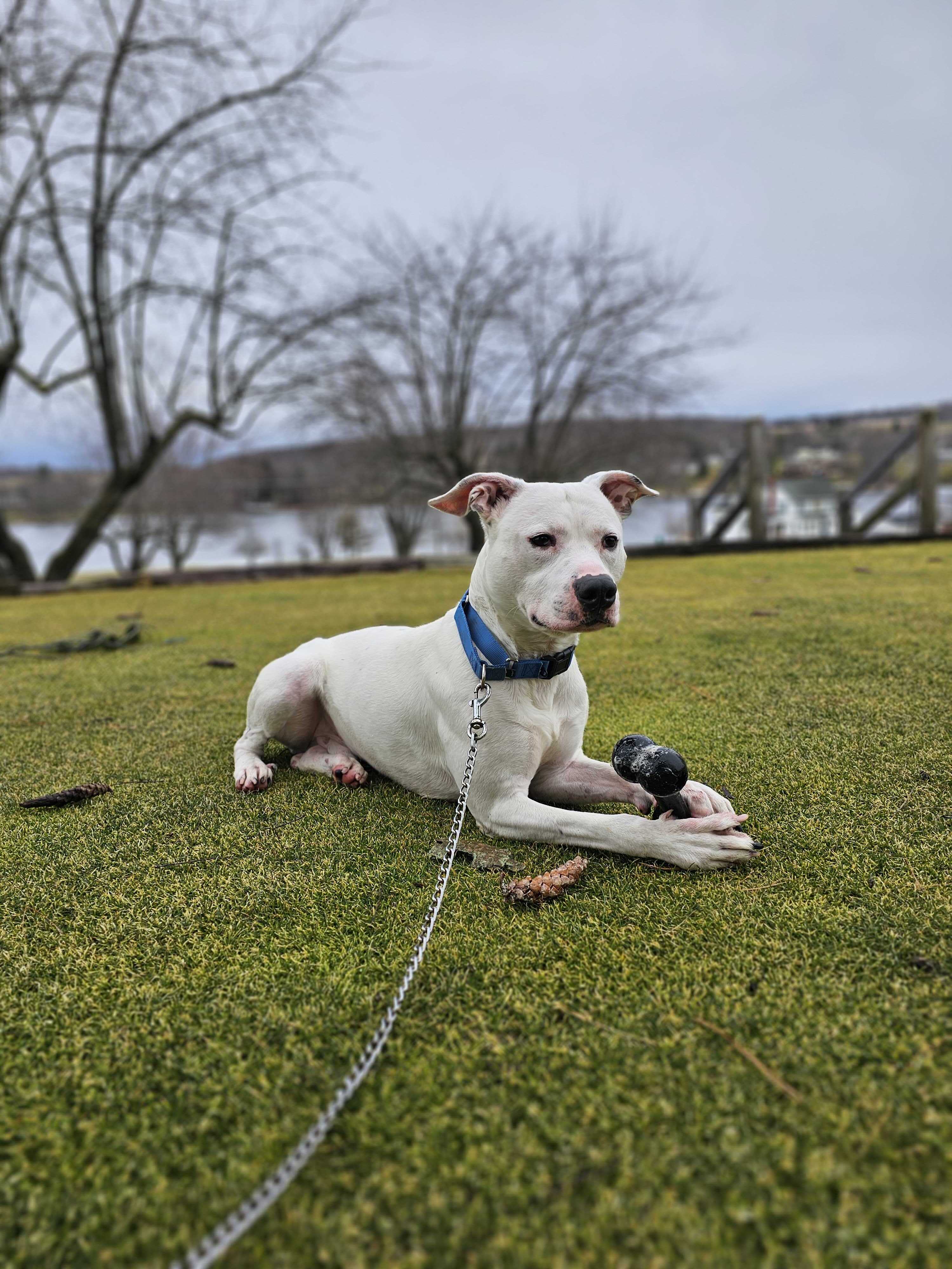 Atlas, a Adoptable mixed breed in Montrose, PA image 2/6