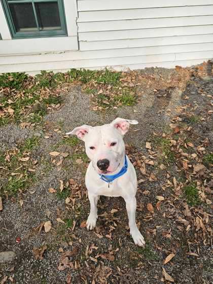 Atlas, a Adoptable mixed breed in Montrose, PA image 3/6