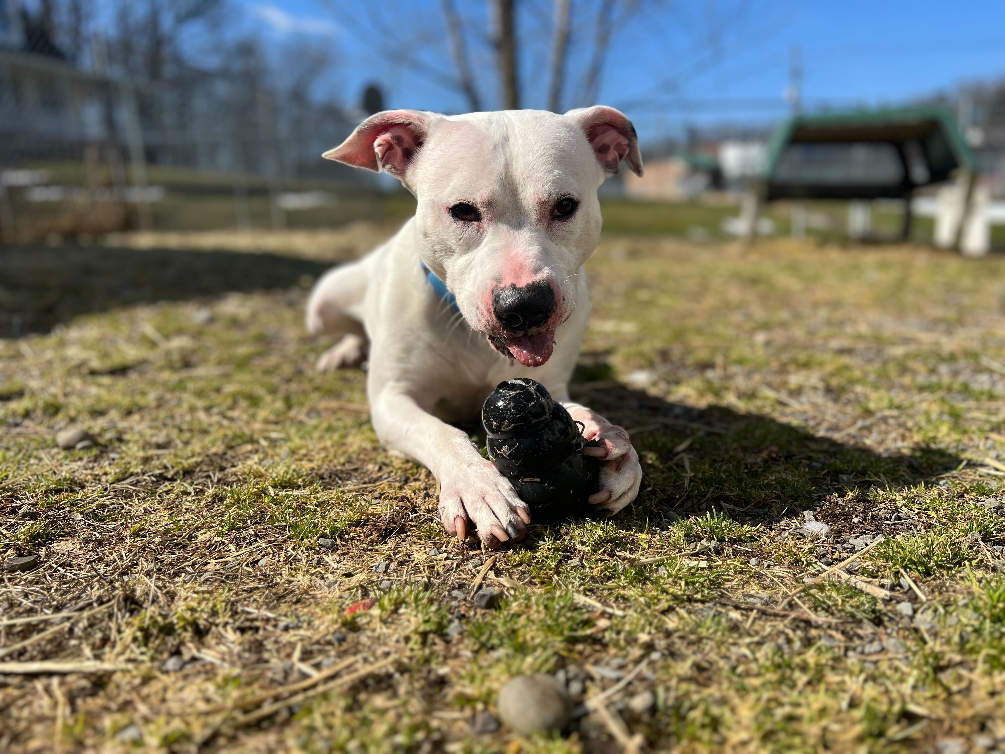 Atlas, a Adoptable mixed breed in Montrose, PA image 4/6