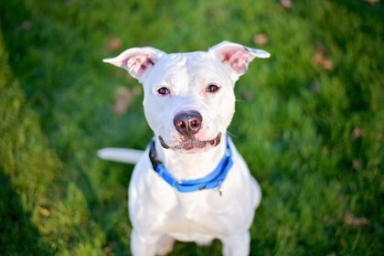 Atlas, a Adoptable mixed breed in Montrose, PA image 5/6