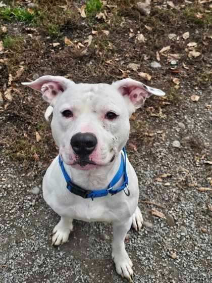 Atlas, a Adoptable mixed breed in Montrose, PA image 6/6