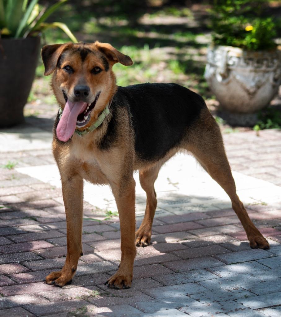 Enlarge Cinder, a Adoptable Mixed Breed in Ocala, FL image 1/1